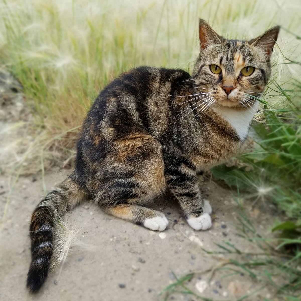 Security Guard Cat